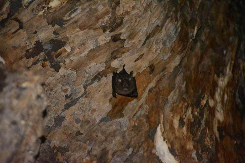 The Bat Cave, nam cat tien